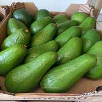 Onefresh avos 11