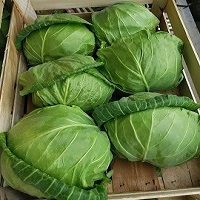 Onefresh cabage 11
