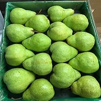 Onefresh pear 11