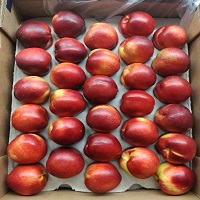 Onefresh plum 11