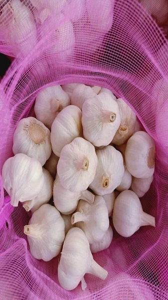 onefresg garlic 1