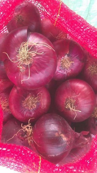 onefresh onions