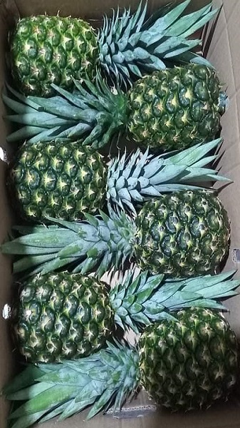 onefresh pineapples