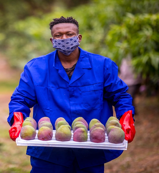 Onefresh mango 2