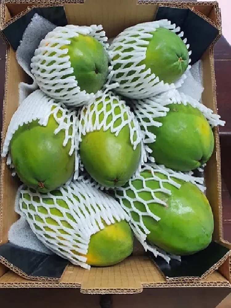 Onefresh papaya 14