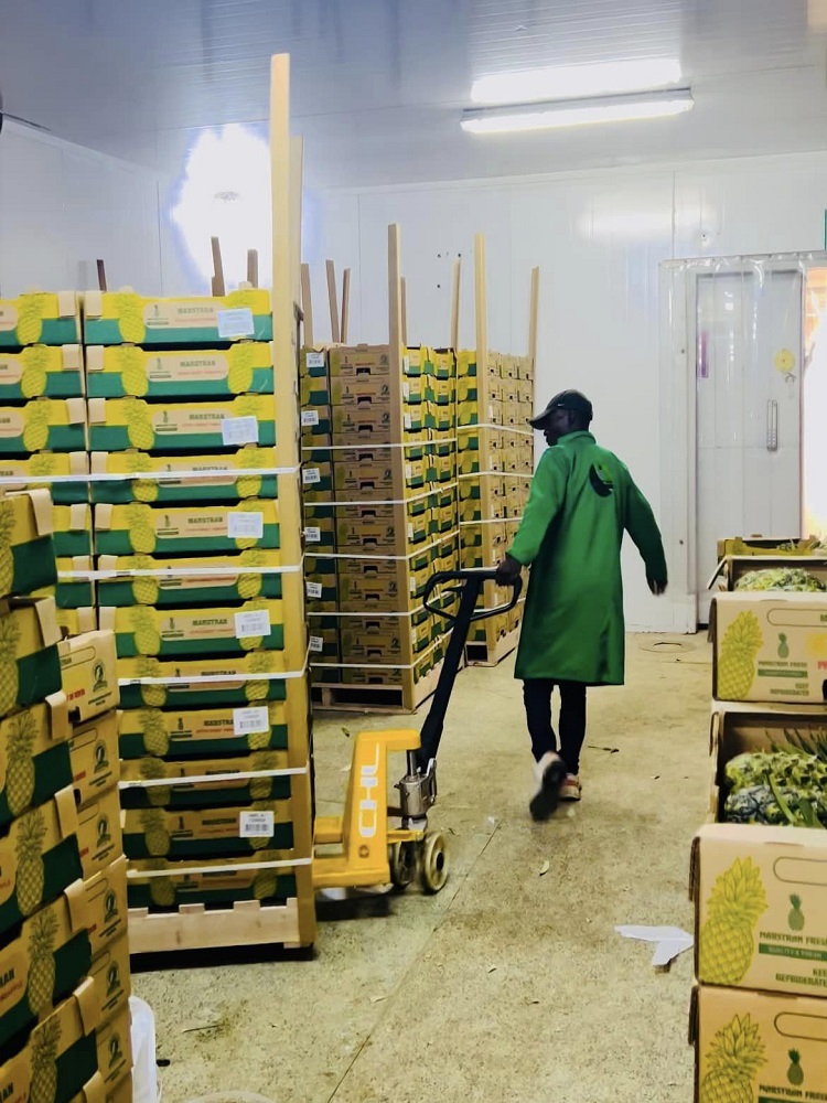 Onefresh pineapple 13