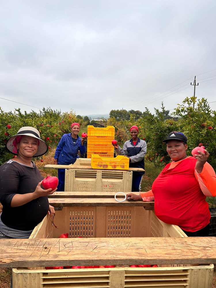 onefresh pomegranate 4