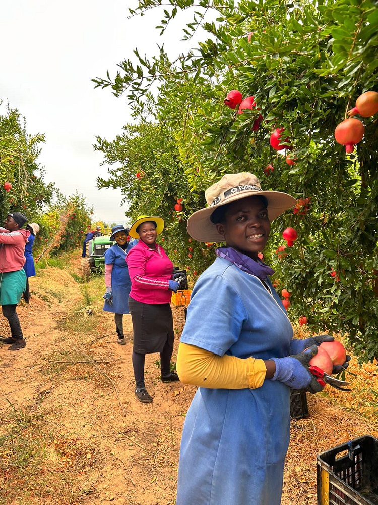 onefresh pomegranate 5
