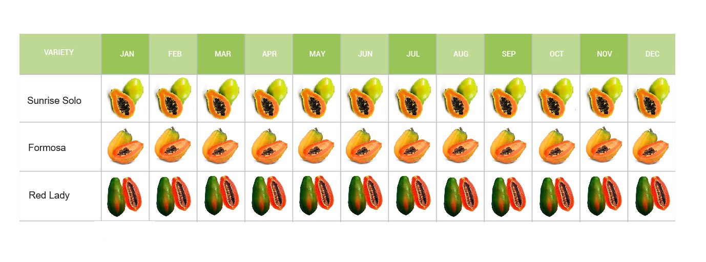 papaya calendar
