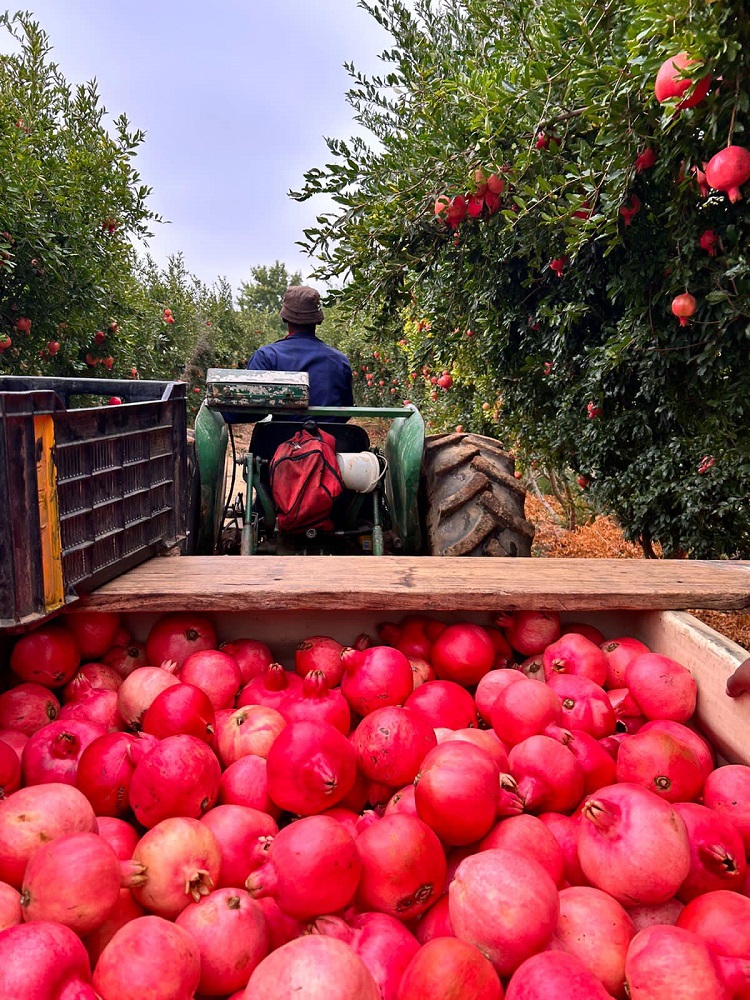 pomegranate onefresh 3