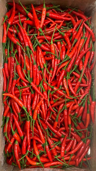 Chilli Bird Eye 1